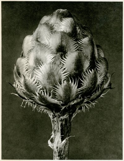 Centaurea Grecesina, 1929 de Karl Blossfeldt